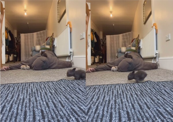 출처 : Instagram @officialaqibra / 아빠 앞을 지나쳐버리는 검은 아기 토끼