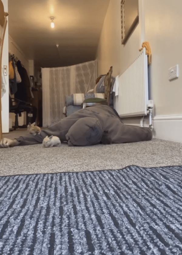 출처 : Instagram @officialaqibra / 아빠 얼굴로 모여드는 아기 토끼들