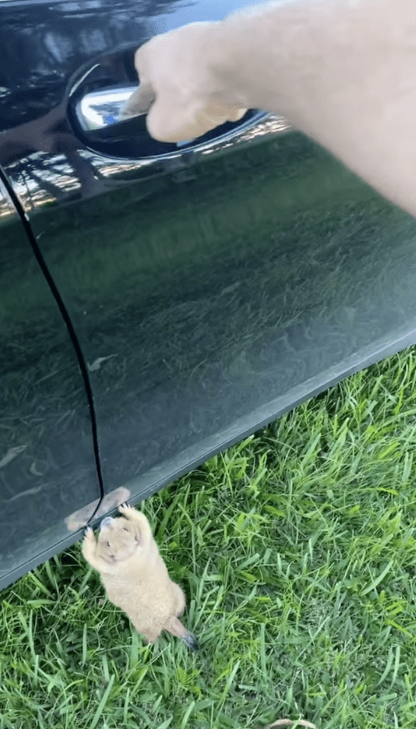 출처 : Instagram @prairiechuck / 주인이 차문을 열자 차에 타려는 프레리독