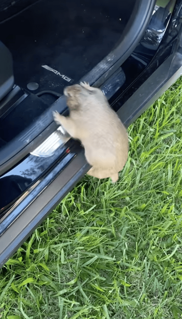 출처 : Instagram @prairiechuck / 차에 타려고 점프하는 프레리독