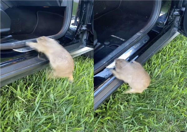 출처 : Instagram @prairiechuck / 차에 타려고 점프하는 프레리독