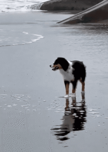 바닷가 해변을 산책하다 보더콜리가 깜짝 놀란 이유는?