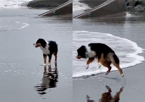 출처 : Reddit / 다가오는 바닷물에 화들짝 놀라 점프하는 보더콜리