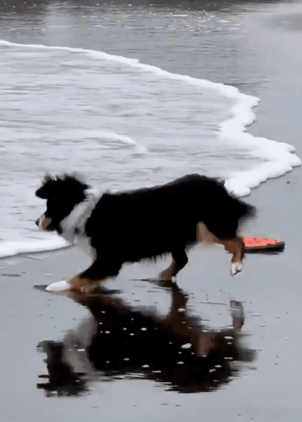 출처 : Reddit / 다가오는 바닷물에 화들짝 놀라 점프하는 보더콜리