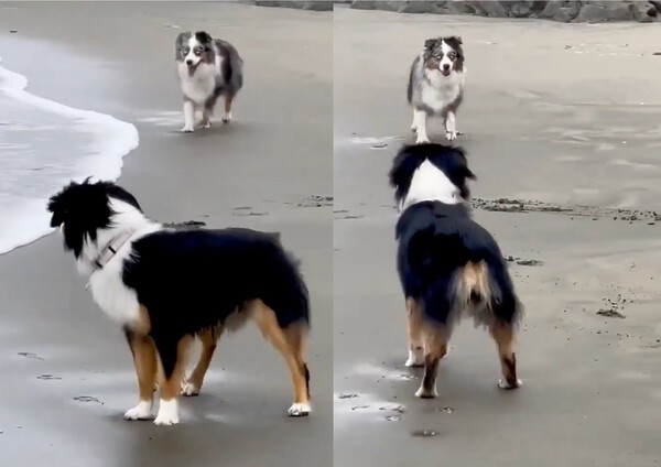 출처 : Reddit / 전혀 놀라지 않은 듯한 다른 강아지를 보고 있는 보더콜리