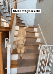 세 살 버릇, 여든까지 간다는 말은 사람 뿐만이 아니라는 걸 증명하는 리트리버