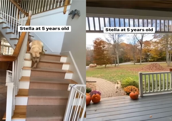 출처 : Youtube @DogNamedStella / 계단에서 내려오는 5살 리트리버가 뛰어가는 곳은?