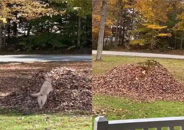 출처 : Youtube @DogNamedStella / 모아둔 낙엽 속으로 뛰어 들어가 파묻히는 리트리버