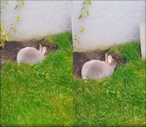 현실판 쇼생크 탈출, 주인공은 작은 회색 토끼?