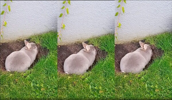 출처: Reddit / 엄청난 속도로 굴을 파는 토끼