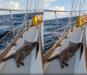 드넓은 바다 위, 배를 지키는 고양이 선장