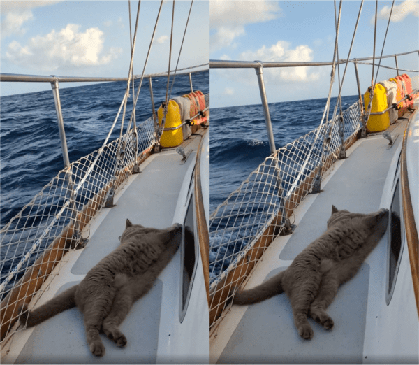 출처: Reddit / 갈매기 쫓기 임무 완수한 모비 선장