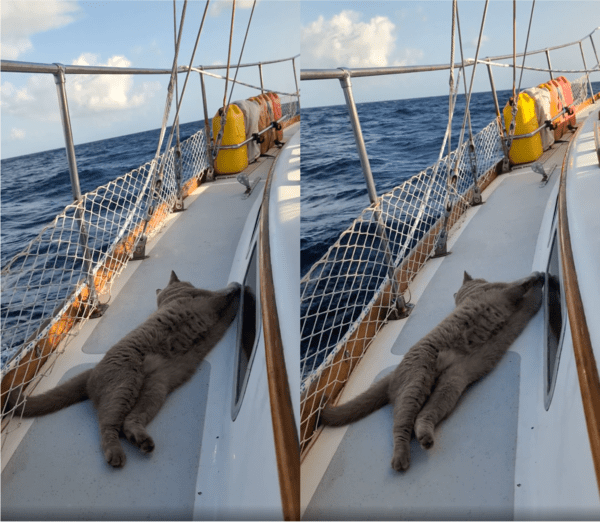 출처: Reddit / 배 움직임에 몸을 맡기고 흔들리는 모비