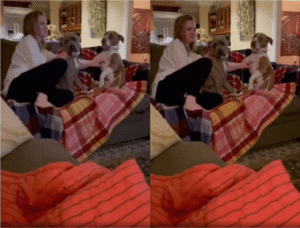 평화롭던 소파 위 두 강아지가 갑자기 시무룩해진 사연은?