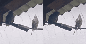 장대비 속, 한 쌍의 새가 보여준 아름다운 우정 스토리