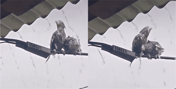 출처: Reddit / 친구를 지붕 안쪽으로 밀어넣으려는 새