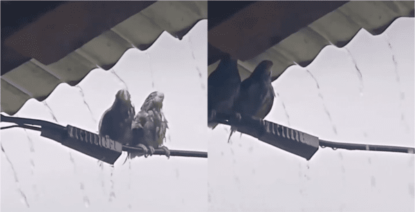 출처: Reddit / 지붕에서 비를 피하게 된 두 마리 새