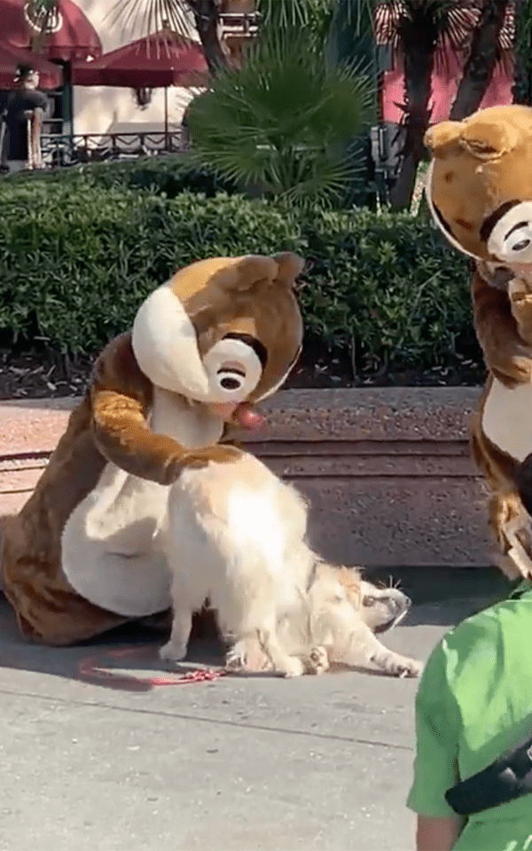 출처 : Reddit / 인형탈을 쓴 사람에게 다가간 리트리버