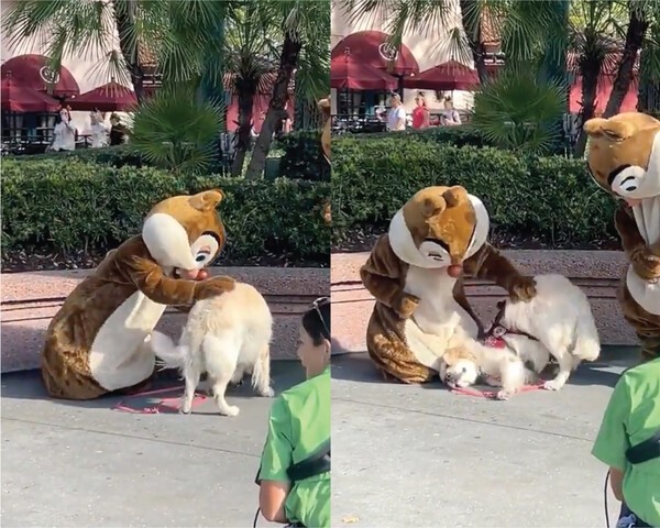 출처 : Reddit / 리트리버를 열심히 쓰다듬어주는 다람쥐