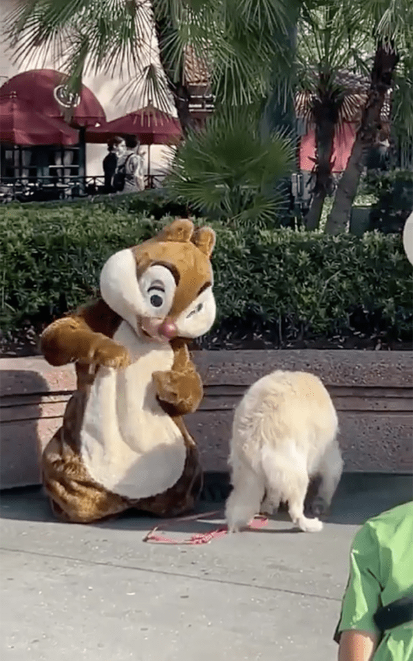 출처 : Reddit / 손짓으로 뿌듯한 마음을 표현하는 다람쥐