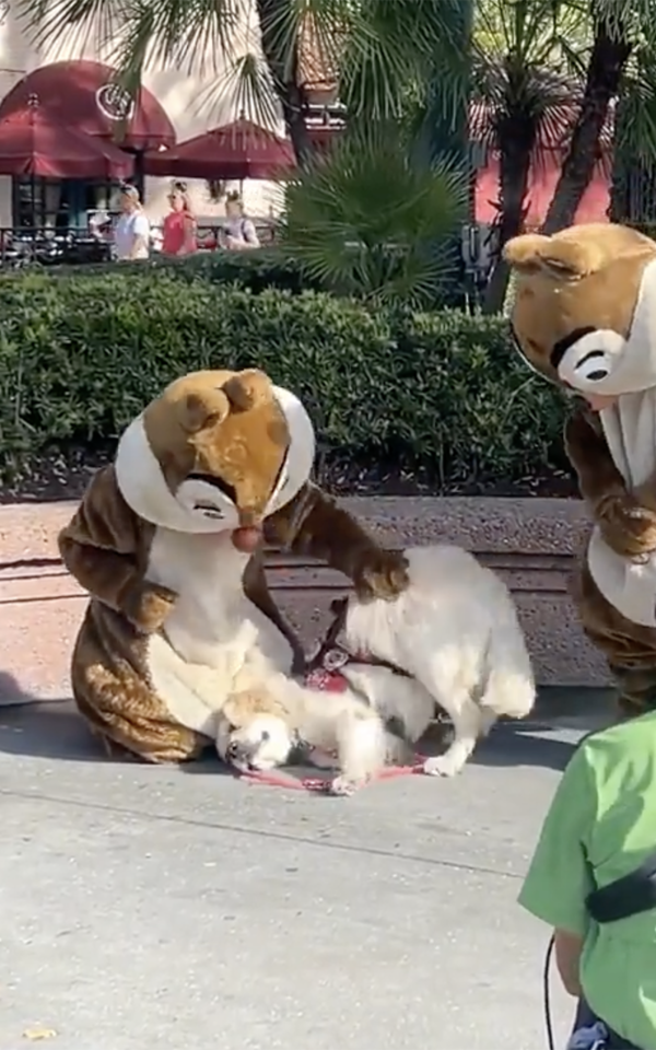 출처 : Reddit / 열심히 다람쥐에게 비비고 있는 리트리버