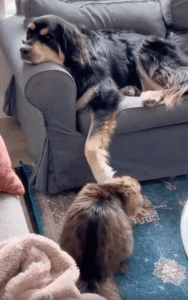 모든 것이 귀찮은 강아지에게 고양이가 하는 행동은?