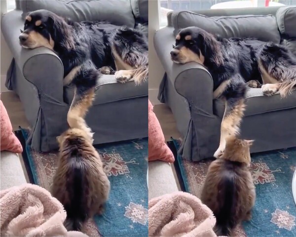 출처 : Reddit / 왼쪽 오른쪽 골고루 움직이는 고양이