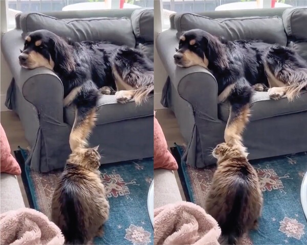 출처 : Reddit / 만족하는 듯한 고양이의 얼굴 표정과 아무런 생각이 없어보이는 개의 표정