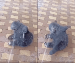 물 더 주세요! 너무 시원해요! 아기 곰의 귀여운 몸부림