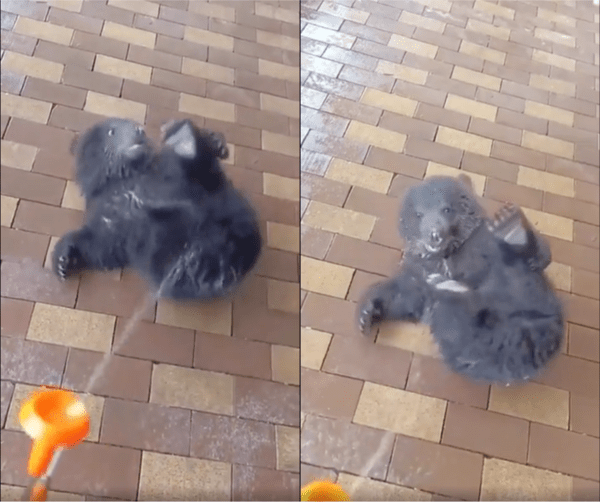 출처 : Reddit / 물을 맞고 이리저리 뒹굴뒹굴하는 아기 곰