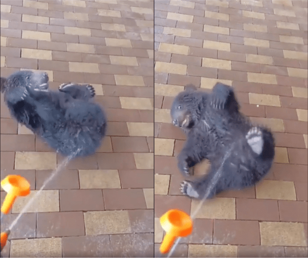 출처 : Reddit / 물줄기를 맞으면서 너무 좋아하는 아기 곰