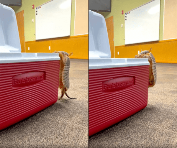 출처 : Reddit / 아이스박스가 궁금한 아기 아르마딜로