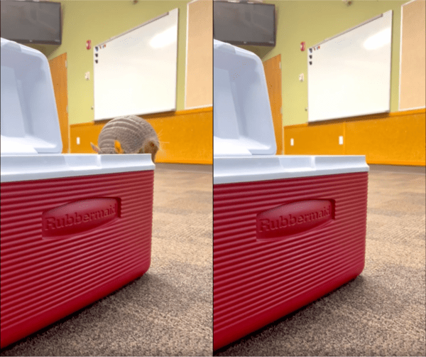 출처 : Reddit / 아이스박스 안으로 들어가는 아르마딜로