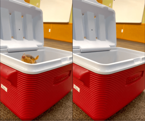 출처 : Reddit / 고개를 빼꼼 내밀다 다시 들어가는 아르마딜로