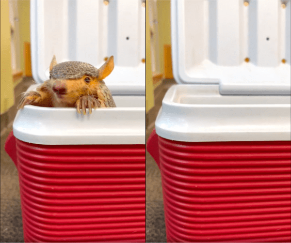 출처 : Reddit / 고개를 빼꼼 내밀다 다시 들어가는 아르마딜로