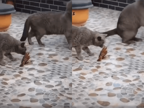 출처 : Reddit / 모형처럼 보이는 진짜 새 그리고 그를 둘러싼 고양이들