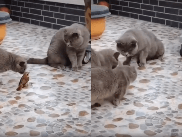 출처 : Reddit / 고양이들 사이에서 굳어있는 참새 한 마리