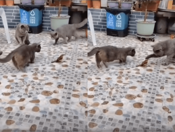 출처 : Reddit / 고양이가 앞발로 건드리지만, 움직이지 않는 참새