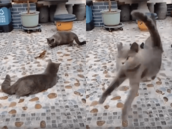 출처 : Reddit / 타이밍을 보고 날아가 버리는 참새와 그를 잡지 못한 고양이들