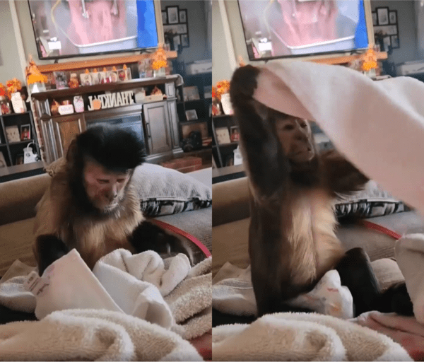 출처 : Reddit / 자기 수건을 직접 개는 원숭이