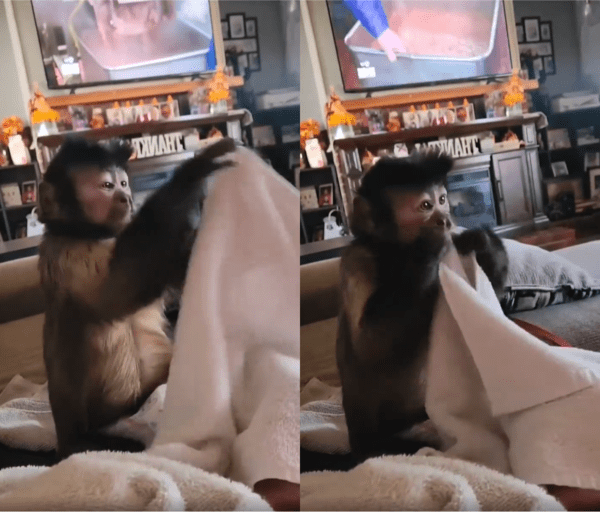 출처 : Reddit / 쫙 피고 털기까지 완벽한 원숭이