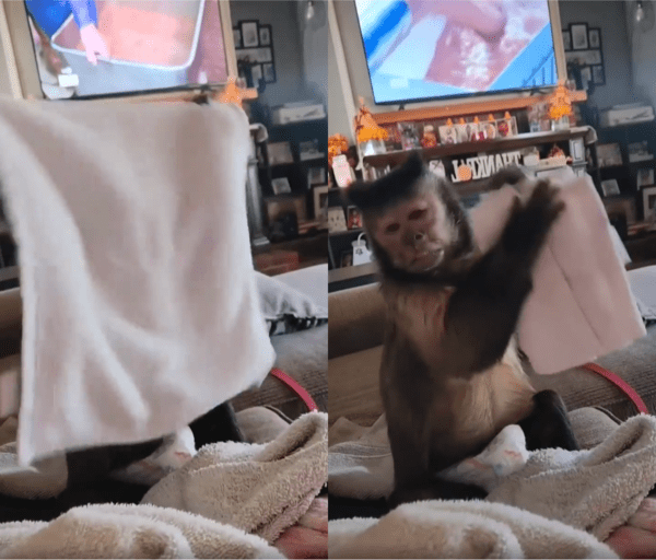 출처 : Reddit / 수건 개는 원숭이 봤어?