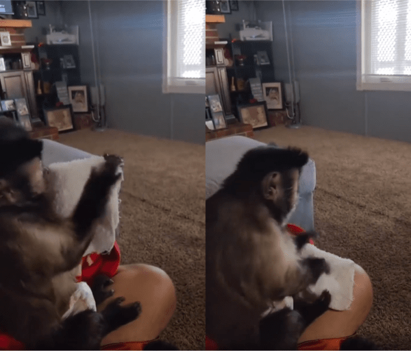 출처 : Reddit / 주인 다리에 앉아 수건 개는 원숭이