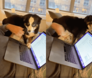 노트북 좀 그만해! 나랑 놀 시간이잖아! 떼쓰는 ㅇㅇㅇ