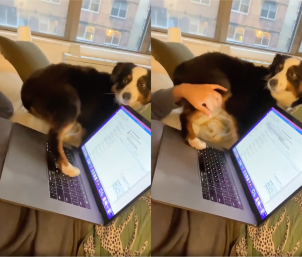 출처 : Reddit / 포기하지 않고 다시 노트북에 발을 올리는 강아지