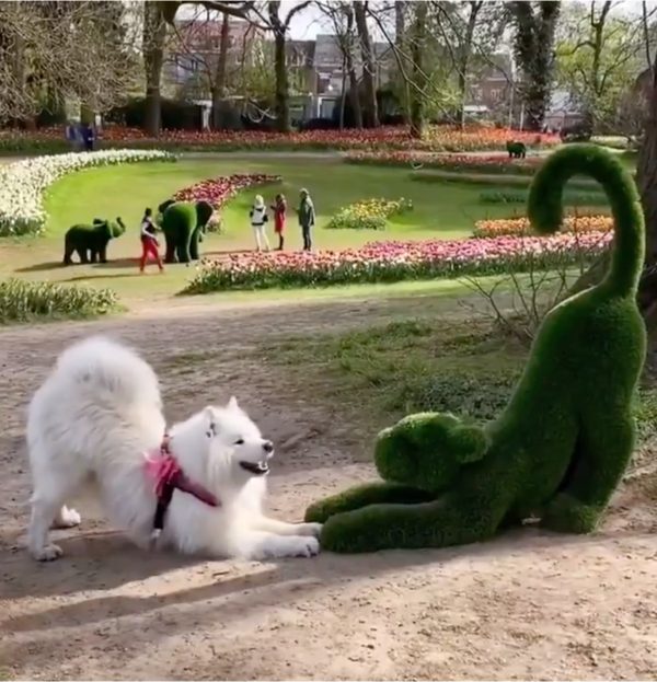 출처: Reddit / 요가의 언더독 자세 그 자체인 강아지의 모습