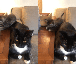 아기 고양이 놀아주는 가성비템, 어미 고양이의 꼬리?