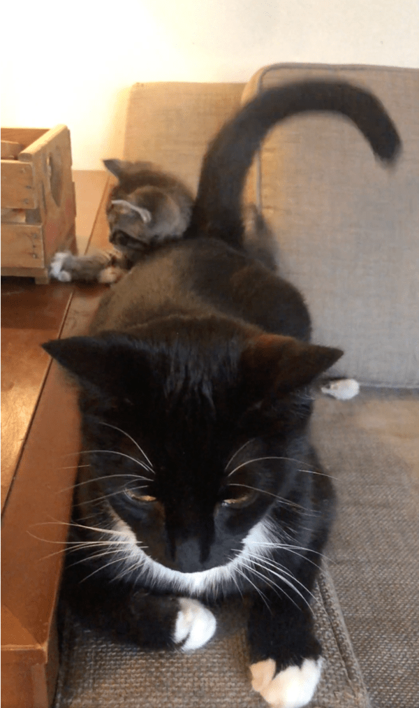 출처: Reddit / 호기심 넘치는 아기 고양이