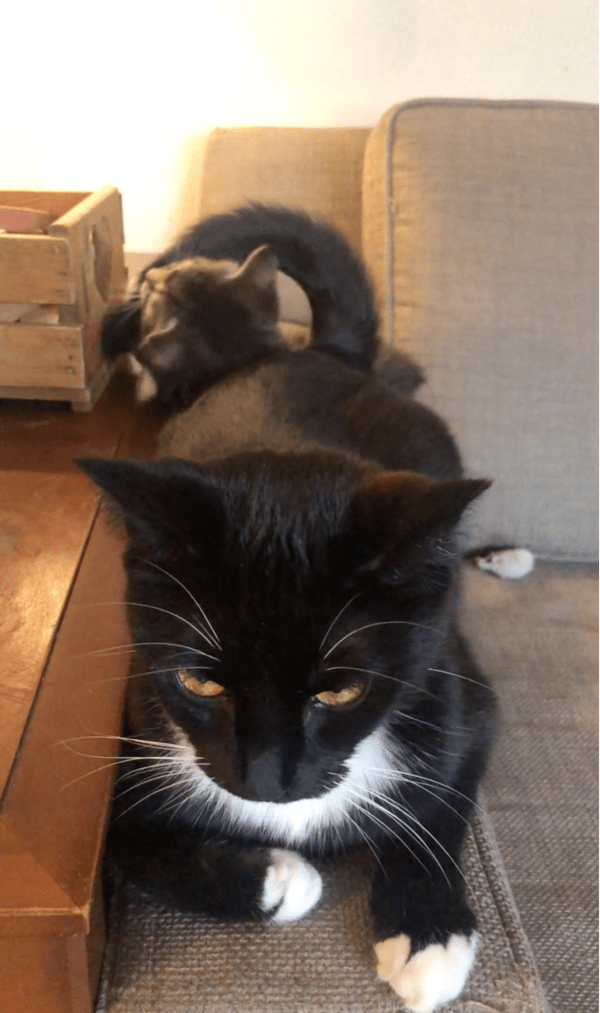 출처: Reddit / 꼬리 갖고 노는 아기 고양이