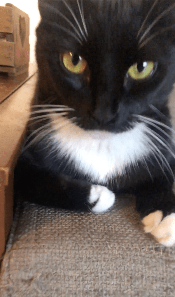 출처: Reddit / 무념무상인 어미 고양이